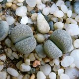LITHOPS (Mesembryanthemaceae)